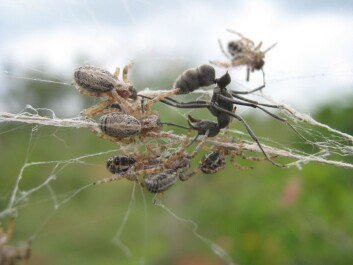 The spiders attack an interloper. (Photo: Virginia Settepani) The spiders attack an interloper. (Photo: Virginia Settepani)