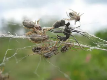 The spiders attack an interloper. (Photo: Virginia Settepani)