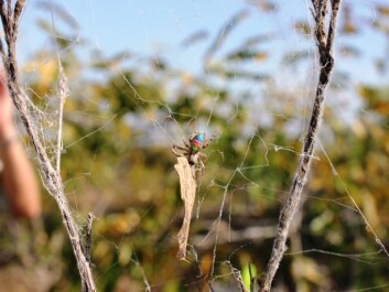 The scientists attached a leaf to the spider web and vibrated it with a sex toy to simulate a struggling insect. (Photo: Virginia Settepani) The scientists attached a leaf to the spider web and vibrated it with a sex toy to simulate a struggling insect. (Photo: Virginia Settepani)