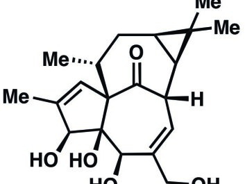 The substance Ingenol (pictured) occurs naturally in the sap of the petty spurge plant. But now scientists have managed to synthesize the substance in the laboratory. (illustration: Lars Jørgensen) The substance Ingenol (pictured) occurs naturally in the sap of the petty spurge plant. But now scientists have managed to synthesize the substance in the laboratory. (illustration: Lars Jørgensen)
