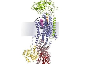 The complex binding between the cardiotonic steroid ouabain and the sodium pump. (Photo: <a href=" http://www.shutterstock.com/" target="_blank">Shutterstock</a>) The complex binding between the cardiotonic steroid ouabain and the sodium pump. (Photo: <a href=" http://www.shutterstock.com/" target="_blank">Shutterstock</a>)