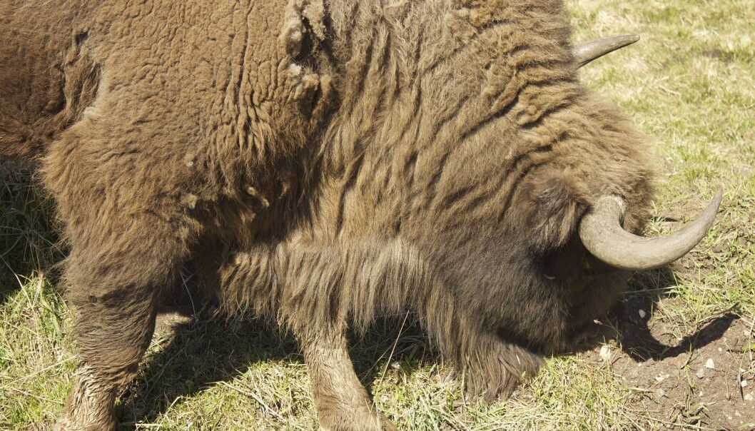 A new project aims to determine how the bison’s eating habits affects the Danish countryside. (Photo: Asbjørn Mølgaard Sørensen) A new project aims to determine how the bison’s eating habits affects the Danish countryside. (Photo: Asbjørn Mølgaard Sørensen)