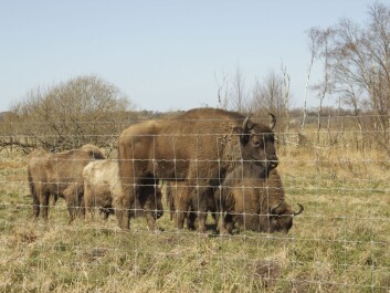 The bull leads the cattle and ensures that the grazing is spread over large areas. (Photo: Asbjørn Mølgaard Sørensen) The bull leads the cattle and ensures that the grazing is spread over large areas. (Photo: Asbjørn Mølgaard Sørensen)