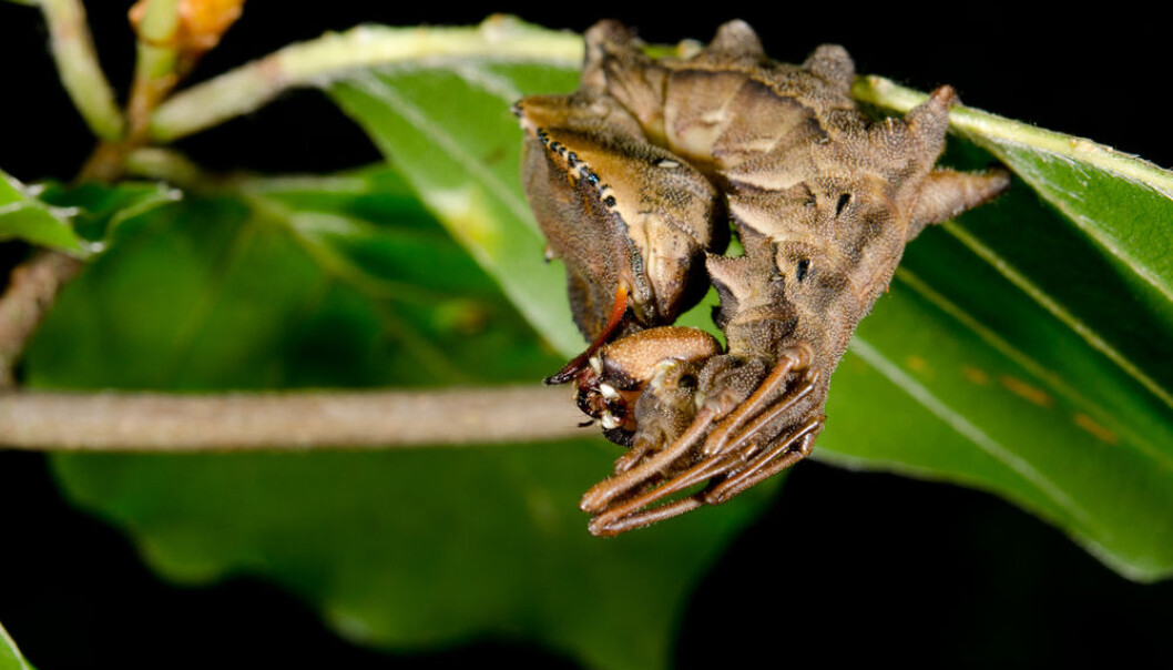 Larvae are clever little beings that hide in the dark before they pass into the chrysalis stage. Scientists have now figured out how a larva knows that it’s best to hide in the dark. (Photo: Shutterstock) Larvae are clever little beings that hide in the dark before they pass into the chrysalis stage. Scientists have now figured out how a larva knows that it’s best to hide in the dark. (Photo: Shutterstock)