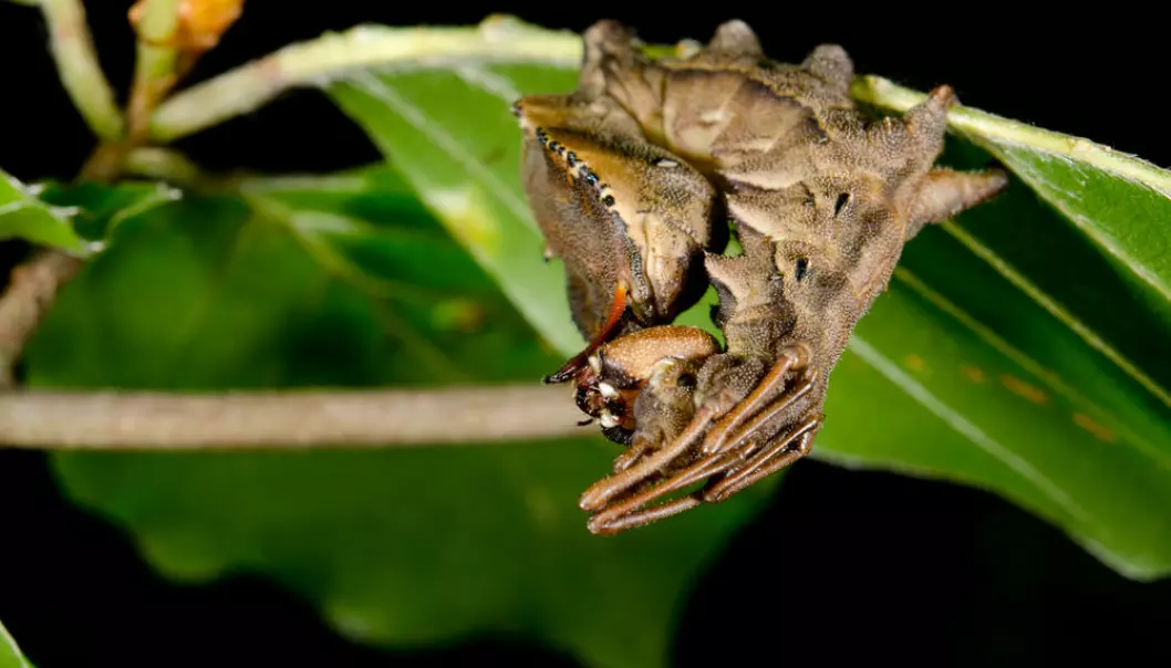 Larvae are clever little beings that hide in the dark before they pass into the chrysalis stage. Scientists have now figured out how a larva knows that it’s best to hide in the dark. (Photo: Shutterstock)