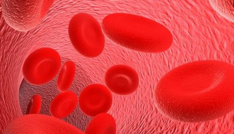 Hemoglobin is one of the most important molecules in our bodies, as it transports oxygen in the blood. Free hemoglobin, on the other hand, is dangerous as it can damage our cells. A new project sets out to figure out how the body deals with this problem. (Photo: Colourbox)
