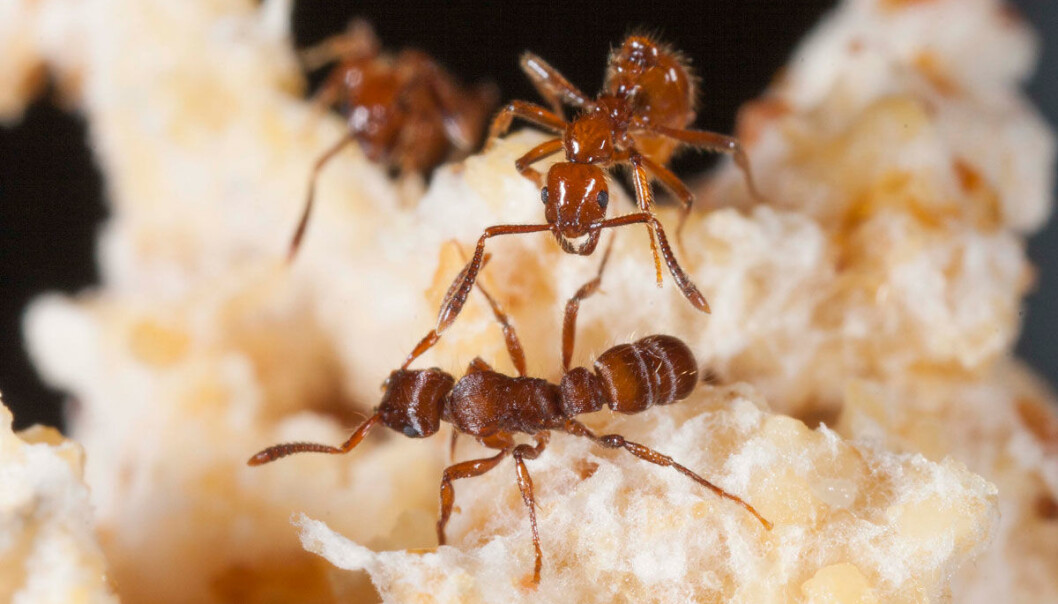 If you cannot defend yourself, you can always pay others to do it for you. Fungus-growing ants in Central and South America have figured out this trick, as they invite poisonous parasitic guest ants into their colony and pay them with food from their fungi garden. This, effectively, turns the parasitic ants into a personal defence army for the fungus-growers. (Photo: Anders Illum) If you cannot defend yourself, you can always pay others to do it for you. Fungus-growing ants in Central and South America have figured out this trick, as they invite poisonous parasitic guest ants into their colony and pay them with food from their fungi garden. This, effectively, turns the parasitic ants into a personal defence army for the fungus-growers. (Photo: Anders Illum)