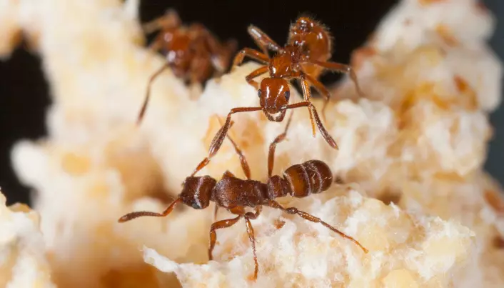 Ants in gladiatorial combat reveal unique collaboration