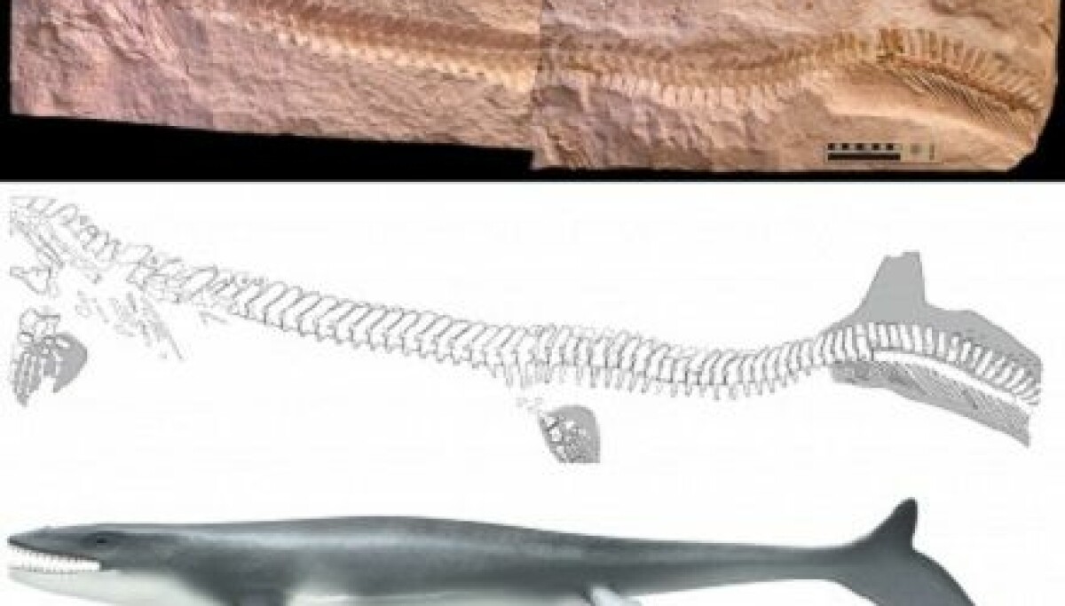 Ancient marine lizard had telltale fish tail