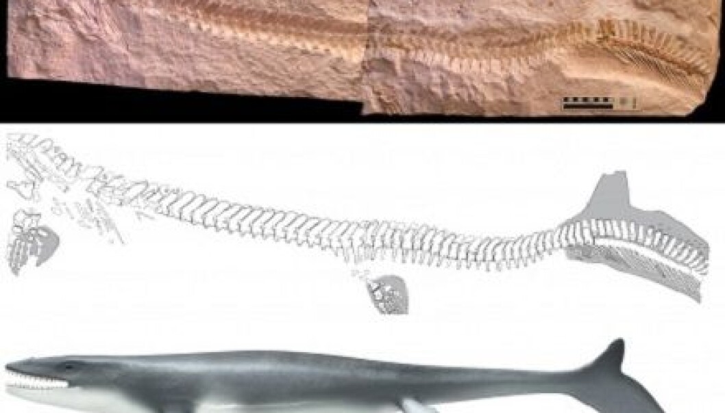 With a powerful tail fin, the Prognathodon must have been an adept swimmer. The Norwegian palaeontologist Jørn Hurum wonders whether it and its cousins were the creatures that vanquished ichthyosaurs, dolphin-like fish lizards, some 80 million years ago. (Photo/Illustration: Johan Lindgren and Stefan Sølberg) With a powerful tail fin, the Prognathodon must have been an adept swimmer. The Norwegian palaeontologist Jørn Hurum wonders whether it and its cousins were the creatures that vanquished ichthyosaurs, dolphin-like fish lizards, some 80 million years ago. (Photo/Illustration: Johan Lindgren and Stefan Sølberg)