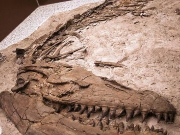 Another Prognathodon fossil, in the collection of the Royal Tyrrell Museum in Canada. (Photo: Wikimedia Commons) Another Prognathodon fossil, in the collection of the Royal Tyrrell Museum in Canada. (Photo: Wikimedia Commons)
