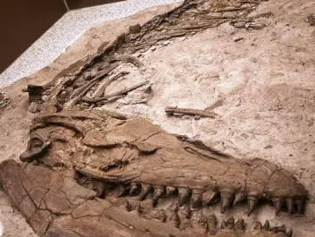Another Prognathodon fossil, in the collection of the Royal Tyrrell Museum in Canada. (Photo: Wikimedia Commons)