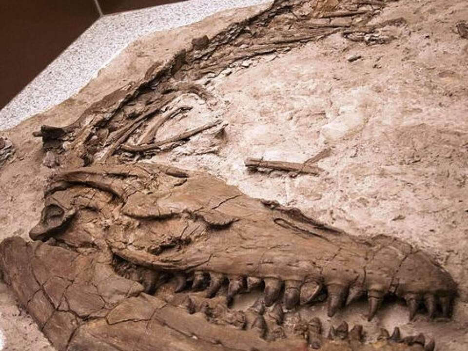 Another Prognathodon fossil, in the collection of the Royal Tyrrell Museum in Canada. (Photo: Wikimedia Commons)