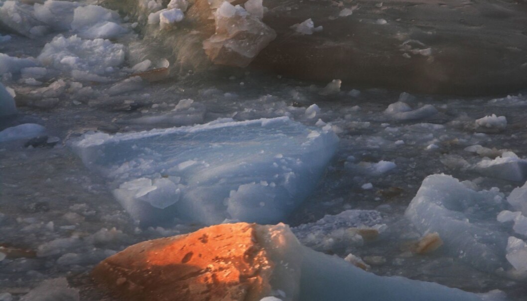 The ice algae secrete gel-like substances in response to environmental stress. New research shows that this micro-gel plays an important role in polar ocean carbon budgets. (Photo: David Thomas The ice algae secrete gel-like substances in response to environmental stress. New research shows that this micro-gel plays an important role in polar ocean carbon budgets. (Photo: David Thomas