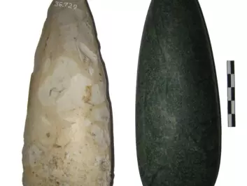 It is point-butted axes like these that Danish archaeologist Lasse Sørensen has studied. His study concludes that the first Scandinavian farmers were immigrants. Pictured on the left is a point-butted axe in flint. The one on the right is made from jade. (Photo: Lasse Sørensen)