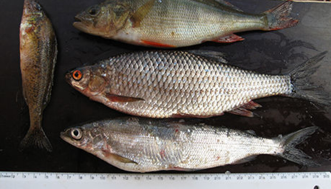 The new arrivals - perch (top), roach (middle) and ruffe (side) - are invading the habitats of whitefish (bottom), the most abundant native species of Northern Lapland. Photo by Kimmo Kahilainen. The new arrivals - perch (top), roach (middle) and ruffe (side) - are invading the habitats of whitefish (bottom), the most abundant native species of Northern Lapland. Photo by Kimmo Kahilainen.