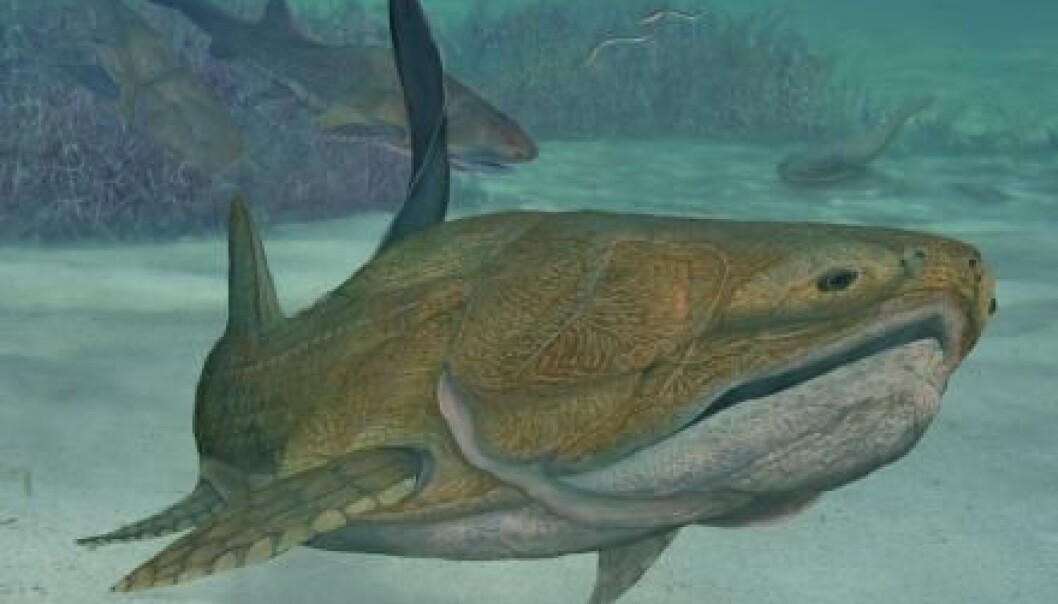 A reconstruction of the newly-found fish, as it may have looked when it lived in the oceans 419 million years ago. (Photo: Brian Choo/Nature) A reconstruction of the newly-found fish, as it may have looked when it lived in the oceans 419 million years ago. (Photo: Brian Choo/Nature)