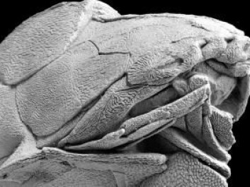 Close-up of the fossil. (Photo: Nature) Close-up of the fossil. (Photo: Nature)