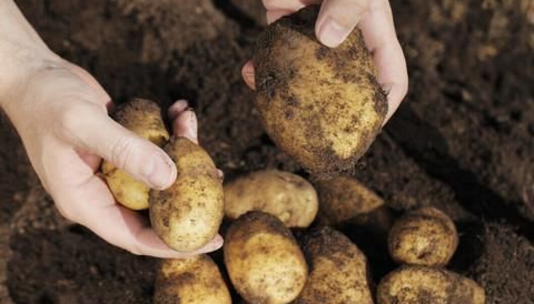 The potato famine hit Ireland the hardest, where a million people lost their lives as a result of the potato blight. (Photo: Colourbox) The potato famine hit Ireland the hardest, where a million people lost their lives as a result of the potato blight. (Photo: Colourbox)