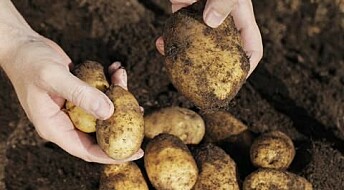 Potato famine genome secrets unlocked