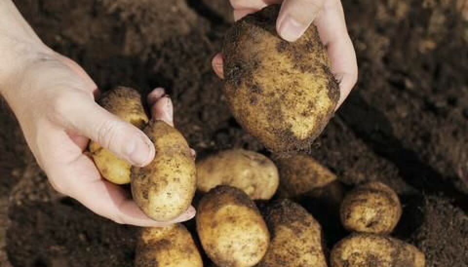 The potato famine hit Ireland the hardest, where a million people lost their lives as a result of the potato blight. (Photo: Colourbox)