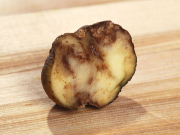 The Phytophthora infestans, the dreaded potato blight. (Photo: Wikimedia Commons) The Phytophthora infestans, the dreaded potato blight. (Photo: Wikimedia Commons)