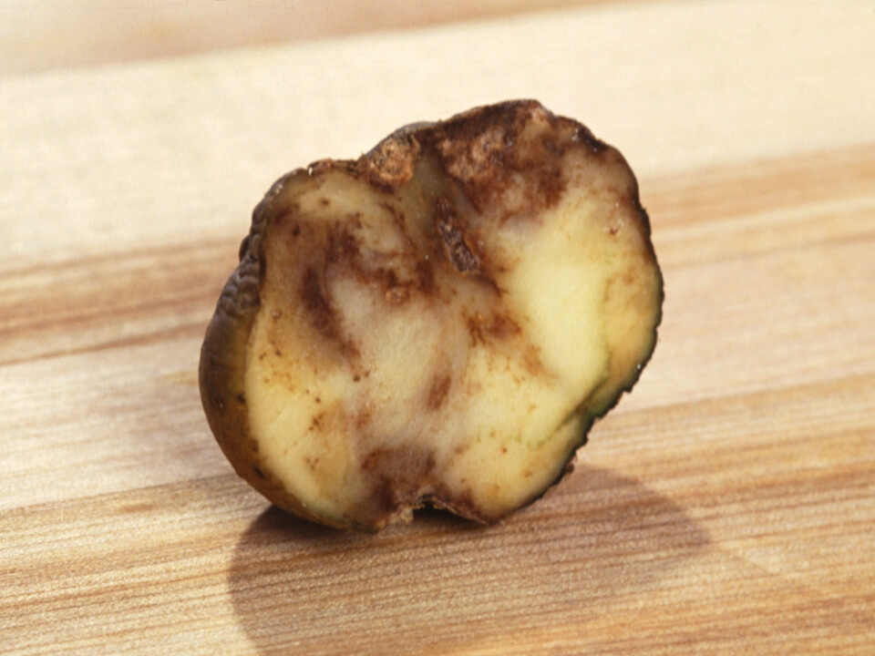 The Phytophthora infestans, the dreaded potato blight. (Photo: Wikimedia Commons)
