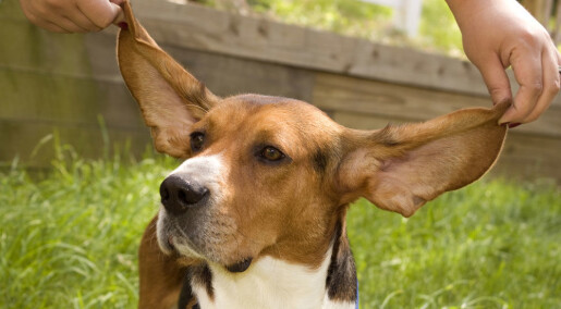 Dogs value shared time above strength of love Dogs value shared time above strength of love