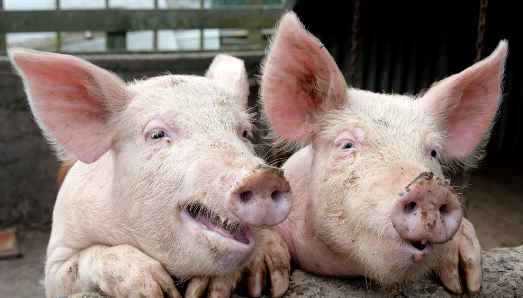 Improved digestion, lower cholesterol levels and a slower absorption of blood sugar were just some of the beneficial effects that dark bread had on the pigs in the study. (Photo: <a href=" http://www.shutterstock.com/" target="_blank">Shutterstock</a>) Improved digestion, lower cholesterol levels and a slower absorption of blood sugar were just some of the beneficial effects that dark bread had on the pigs in the study. (Photo: <a href=" http://www.shutterstock.com/" target="_blank">Shutterstock</a>)