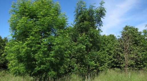 Surviving ash trees help to address evolutionary riddle