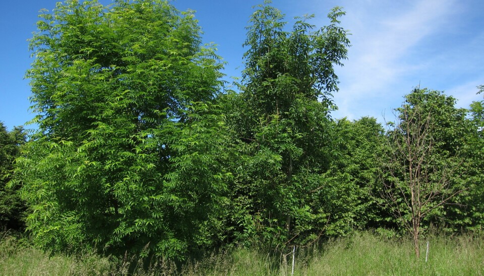 The European common ash (Fraxinus excelsior) is currently threatened by a pathogenic fungus, Hymenoscyphus pseudoalbidus, which causes the trees to wither away and die. This photo, taken in Tunenæs, Denmark, shows (from left to right) a healthy, an infected and a dead ash tree. (Photo: Lea Vig McKinney)
