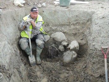 Archaeologist Fredrik Thölin takes a breather by the foundation of one the 1,500-year-old posts, preserved in the clay soil. (Photo: Uppland Museum) Archaeologist Fredrik Thölin takes a breather by the foundation of one the 1,500-year-old posts, preserved in the clay soil. (Photo: Uppland Museum)