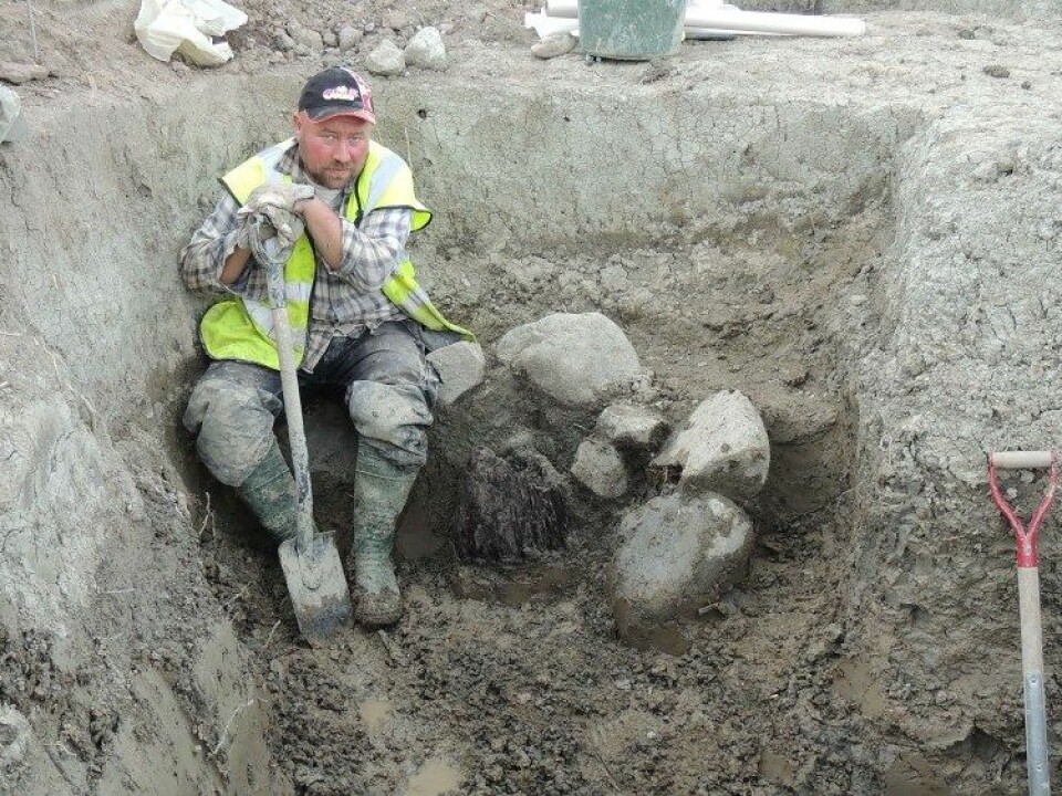 Archaeologist Fredrik Thölin takes a breather by the foundation of one the 1,500-year-old posts, preserved in the clay soil. (Photo: Uppland Museum)