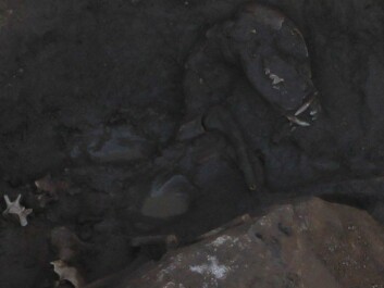 The skeleton of a puppy was found in one of the excavated holes. (Photo: Swedish National Heritage Board) The skeleton of a puppy was found in one of the excavated holes. (Photo: Swedish National Heritage Board)