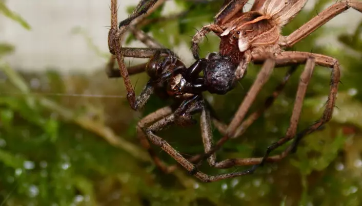 Spiders exchange gifts for sex