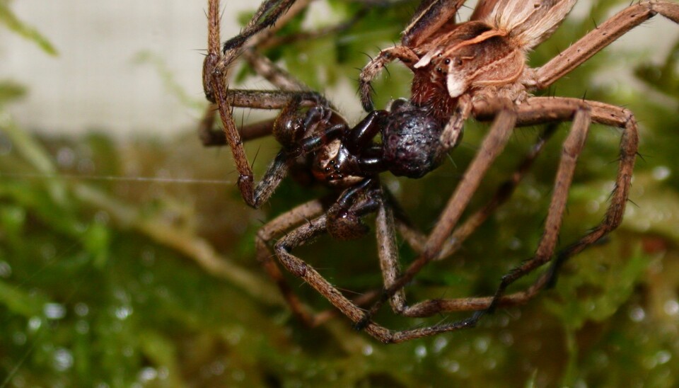 The nursery web spider is known for its gift-giving in connection to mating. Pictured is a male (on the left) and a female, both clinging onto a gift consisting of an insect prey wrapped in silk. (Photo: Allan Lau)