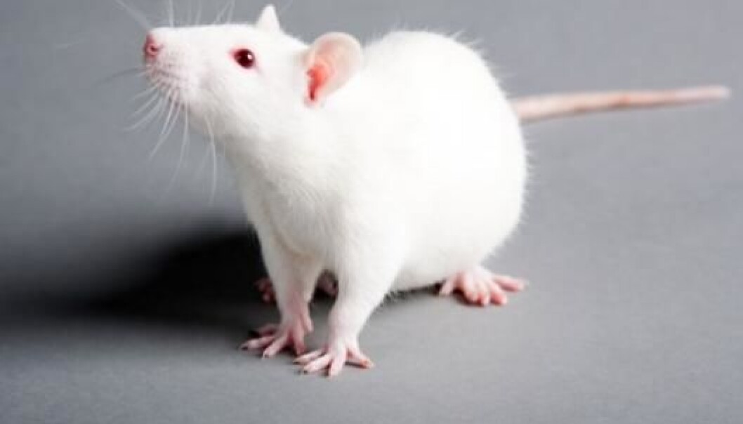 Mice can suffer permanent brain dysfunction if they are exposed to a high dose of the environmental toxin BPA early in life, according to a Swedish study. (Photo: Colourbox.no) Mice can suffer permanent brain dysfunction if they are exposed to a high dose of the environmental toxin BPA early in life, according to a Swedish study. (Photo: Colourbox.no)