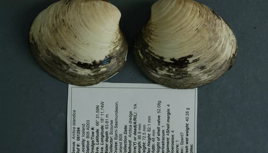 This is the only picture of the ocean quahog Ming – the the longest-lived non-colonial animal so far reported whose age at death can be accurately determined. After the photo was captured in 2007, the shells were separated to allow accurate determination of the animal’s age. (Photo: Bangor University)