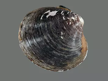 For each year of the ocean quahog’s life, a new growth ring emerges on its shell. In years with lots of food, the growth ring is usually wide, whereas a narrow ring indicates a year with less food. (Photo: Bert Aggenbach, NIOZ)
