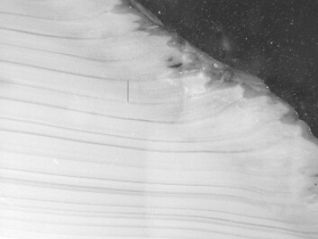 Pierścienie wzrostu na quahog oceanicznym są widoczne zarówno na zewnątrz, jak i na zewnątrz muszli. Wiązadła zawiasowe, które łączą dwie muszle, są powszechnie uważane za najlepsze miejsce do liczenia pierścieni wzrostu. To właśnie z tego powodu brytyjscy badacze początkowo zdecydowali się liczyć pierścienie wzrostu Minga wewnątrz więzadeł zawiasowych. To zdjęcie pokazuje pierścienie wzrostu wewnątrz muszli, które stały się podstawą do nowych, dokładniejszych szacunków. (Foto: Rob Witbaard)