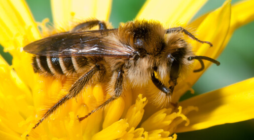 What’s it like to be a bee?