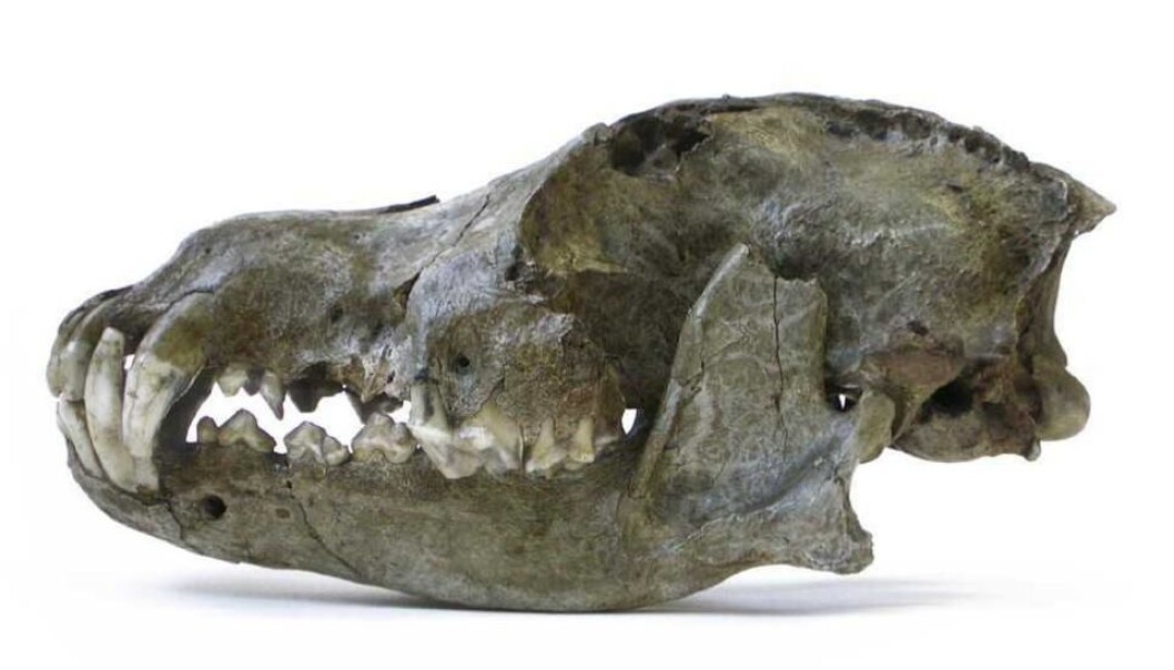 A lateral view of a Pleistocene wolf from the Trou des Nutons cave (Belgium), with calibrated age of
26,000 years Before the Present. This wolf species was particularly large. (Photo: The Royal Belgian Institute of Natural Sciences) A lateral view of a Pleistocene wolf from the Trou des Nutons cave (Belgium), with calibrated age of
26,000 years Before the Present. This wolf species was particularly large. (Photo: The Royal Belgian Institute of Natural Sciences)