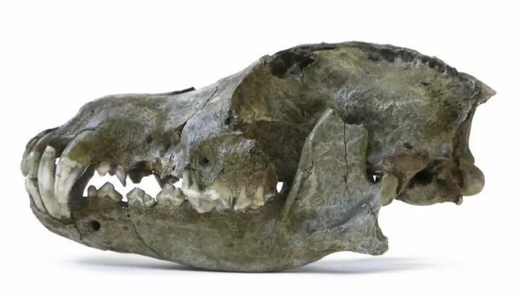 A lateral view of a Pleistocene wolf from the Trou des Nutons cave (Belgium), with calibrated age of 
26,000 years Before the Present. This wolf species was particularly large. (Photo: The Royal Belgian Institute of Natural Sciences)