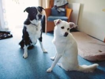 Two modern dogs, Higgins (left) and Albi. (Photo: AuB) Two modern dogs, Higgins (left) and Albi. (Photo: AuB)