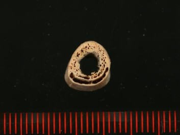 A cross section through the MA-1 individual’s humerus. The central void is the medullary cavity. (Photo: Thomas W. Stafford, Jr.) A cross section through the MA-1 individual’s humerus. The central void is the medullary cavity. (Photo: Thomas W. Stafford, Jr.)