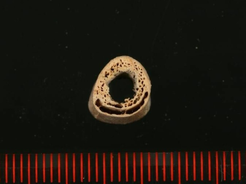 A cross section through the MA-1 individual’s humerus. The central void is the medullary cavity. (Photo: Thomas W. Stafford, Jr.)