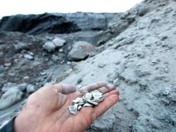 Growing ice sheets behave like bulldozers, pushing rocks, boulders and other debris into heaps of rubble called moraines. By studying the ratio of different amino acid forms in shell fragments found in these moraines, scientists can determine where there was life before it all became covered in ice. (Photo: Jason Briner) Growing ice sheets behave like bulldozers, pushing rocks, boulders and other debris into heaps of rubble called moraines. By studying the ratio of different amino acid forms in shell fragments found in these moraines, scientists can determine where there was life before it all became covered in ice. (Photo: Jason Briner)