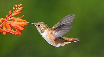 Hummingbirds can fly with almost no oxygen