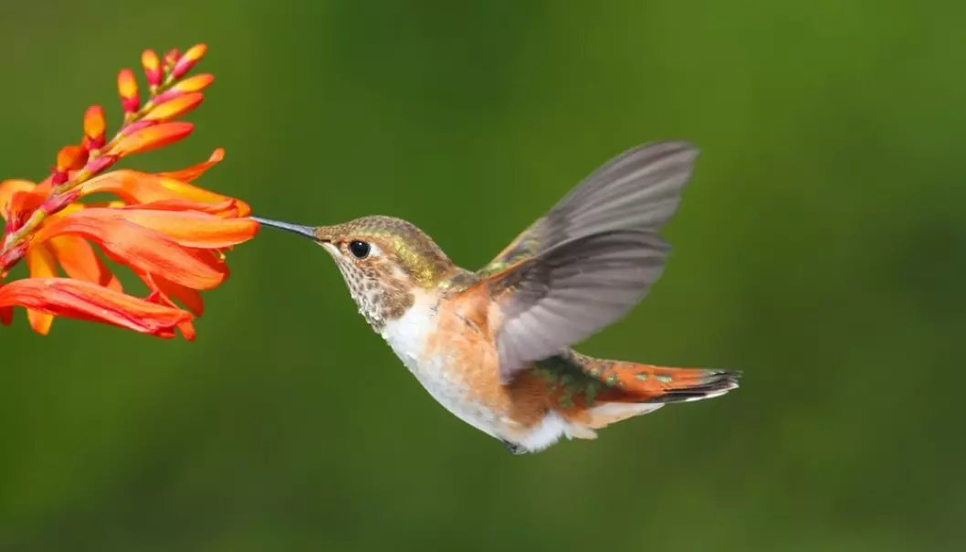 Hummingbirds have adapted their red blood cells so that they can fly high up in the Andes where oxygen is scarce. (Photo: Shutterstock)