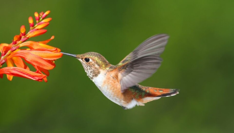 Hummingbirds have adapted their red blood cells so that they can fly high up in the Andes where oxygen is scarce. (Photo: Shutterstock)
